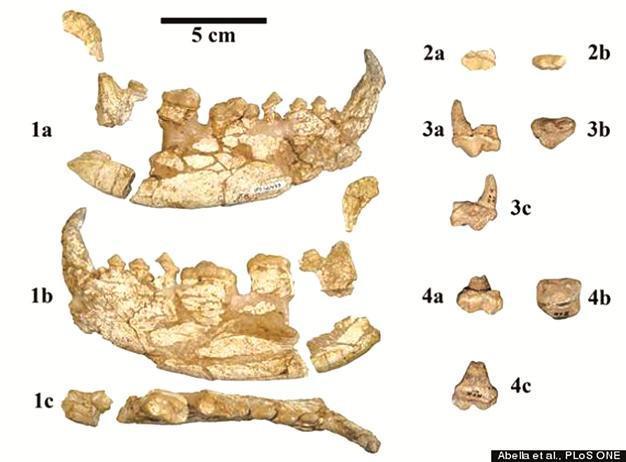 Oldest fossil of panda family found