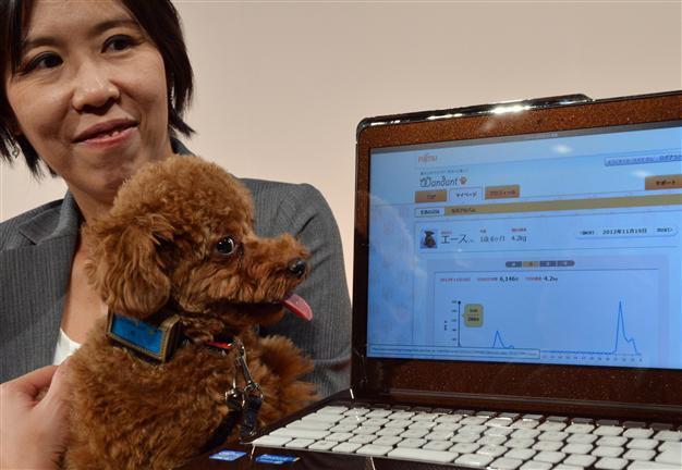 Japanese firm develops health monitor for dogs