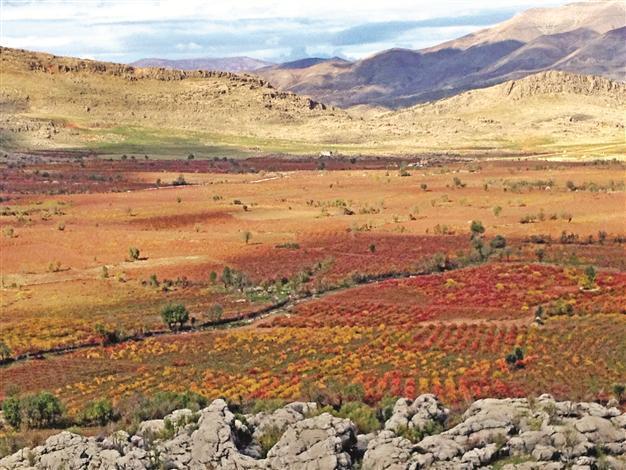 DNA sleuth hunts roots of wine in Anatolian region