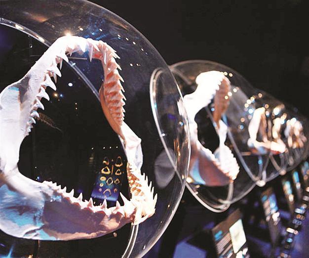 Shark world show opens at Trump