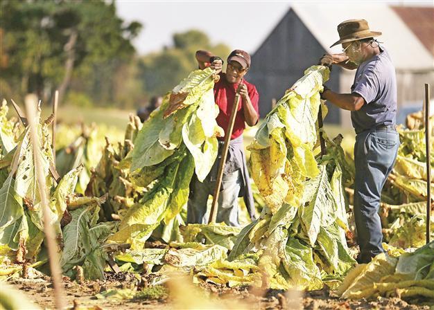 Tobacco companies told to admit ‘lying’