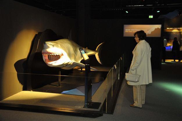 Shark world presented in city