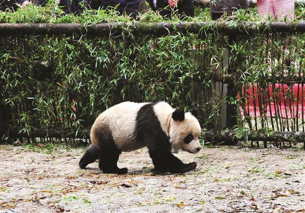 Trained panda released