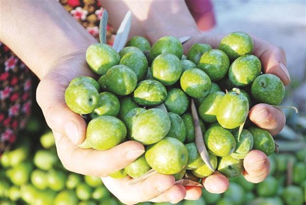 Olive sector hit by bad weather, price conflict