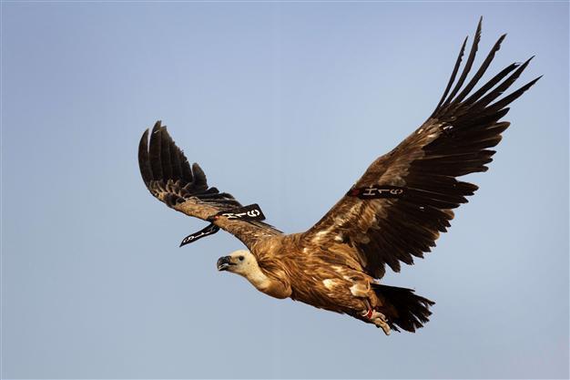 Sudan claims to have captured Israeli spy bird