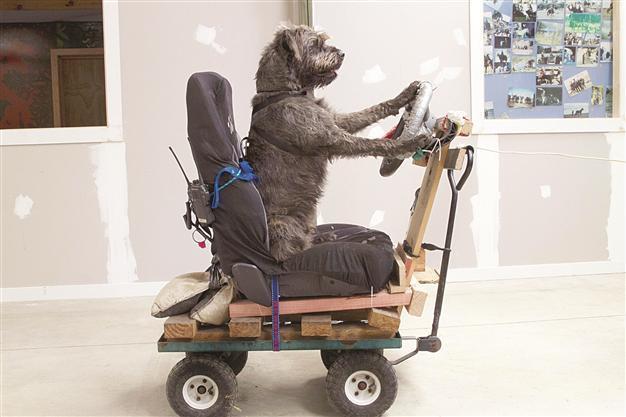 New Zealand dogs learning to drive
