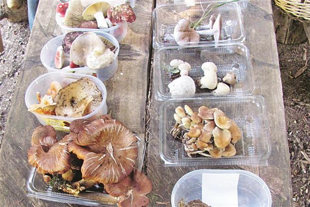 Lethal love of mushrooms