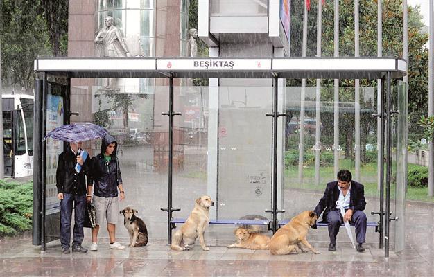 Istanbul to have ‘world’s biggest’ shelter for strays