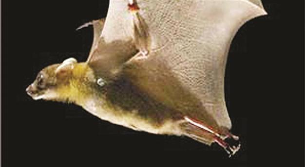 Bats hold key to long life, virus resistance