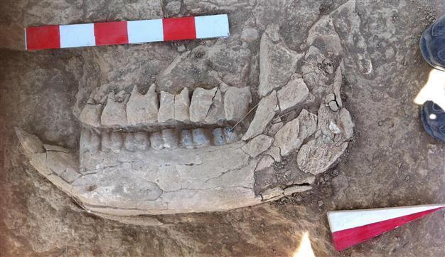 10 million year old rhino fossil found in Central Anatolia
