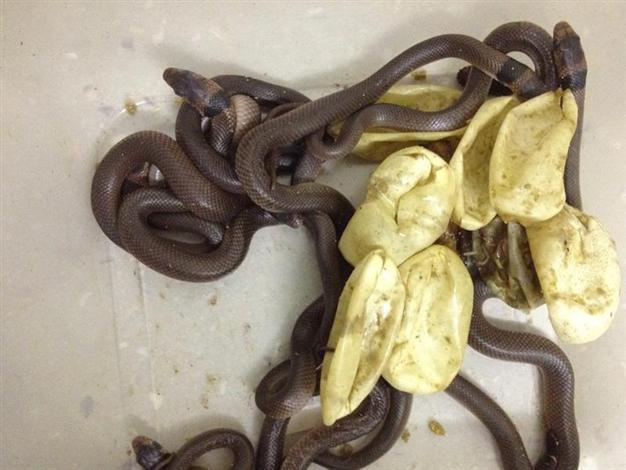 Australian boy’s egg collection turns into snakes