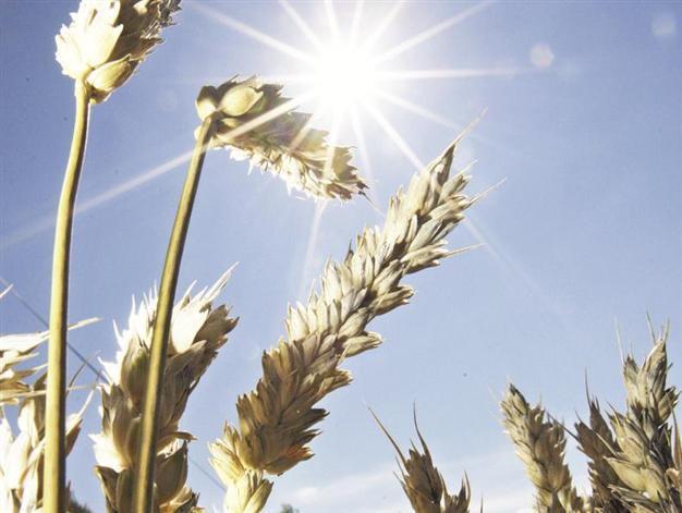 State adds storage for 1.5 million ton grains