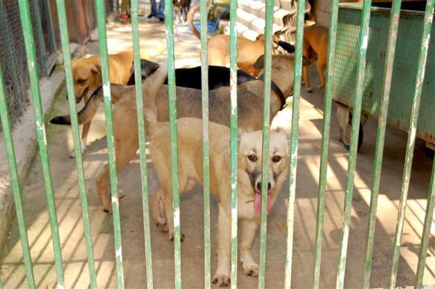 Foreigners combine forces for strays in south