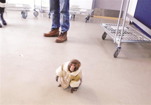‘Ikea monkey’ to spend Christmas at sanctuary