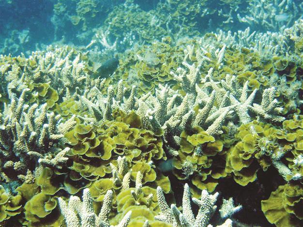 Scientists find deep sea corals with diving robot