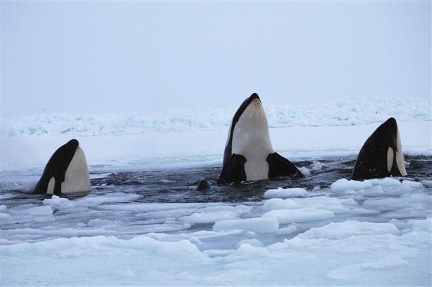 Killer whales trapped in Canada ice, in danger