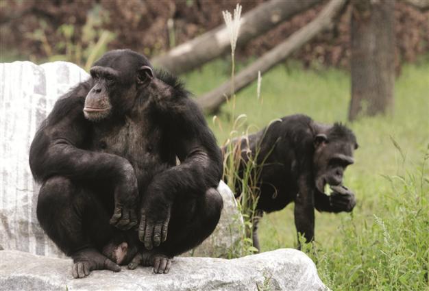 Even apes have ‘midlife crises,’ study finds