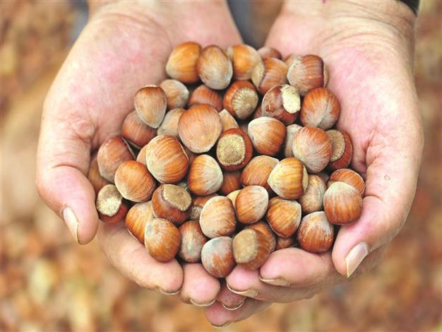 Turkey exports record amount of hazelnuts