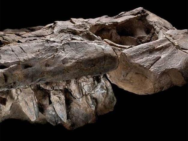 Fossils of prehistoric eras top predator unveiled