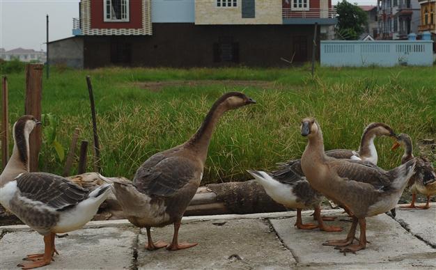 Bird flu kills 4,000 wild ducks in Russia: official