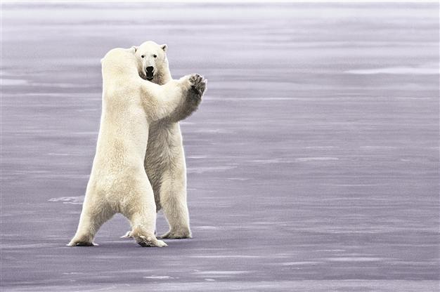 2013 year of polar bears