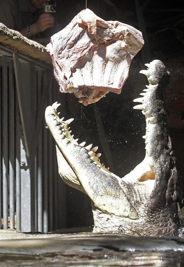 15,000 crocs escape from South African farm