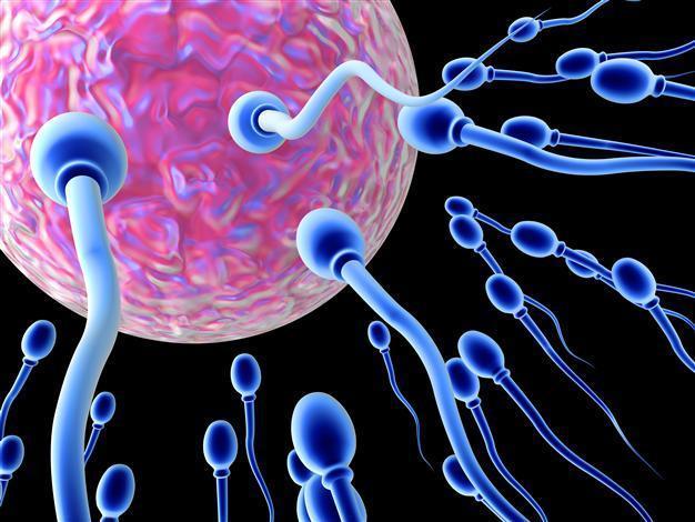Falling sperm count in French men boosts fertility concerns
