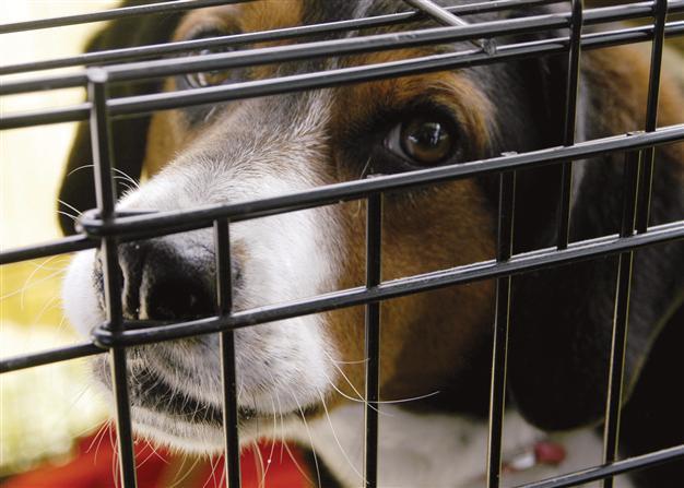 Kadıköy Municipality to consider ban on pet-selling in pet stores