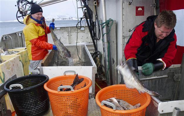Norway, Russia see cod boom despite worldwide overfishing