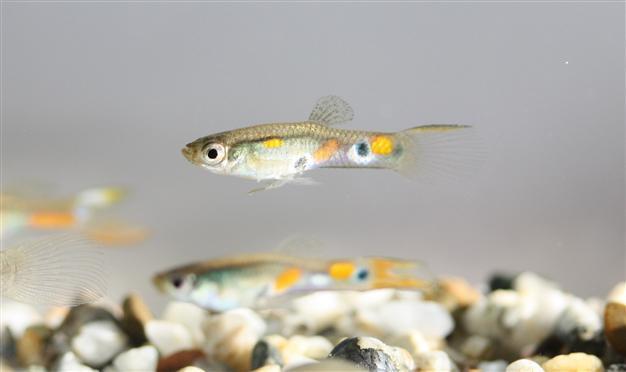 Guppies use ugly friends to seem more attractive