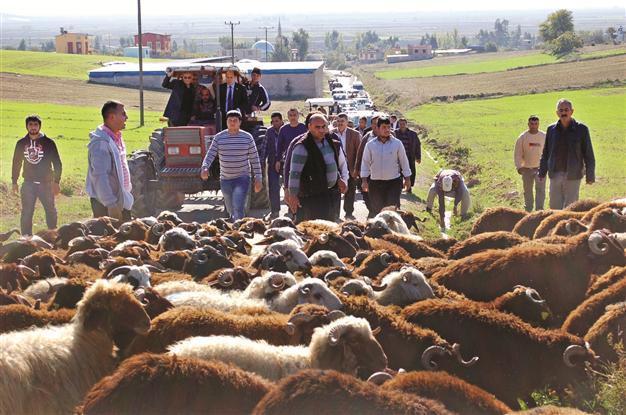 Syrian unrest increases illegal animal trafficking