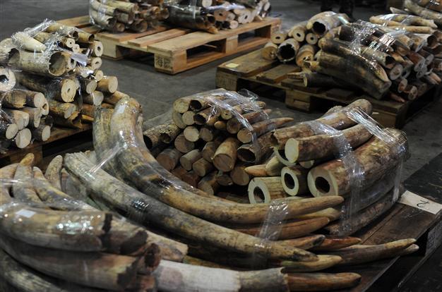 Leonardo Di Caprio calls for ivory trade ban in Thailand