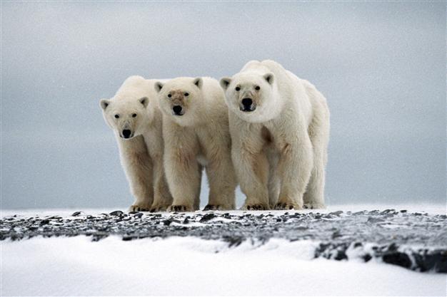 International ban on polar bear trade rejected