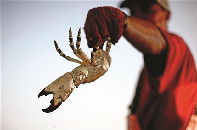 Crabs, crustaceans feel pain, study says