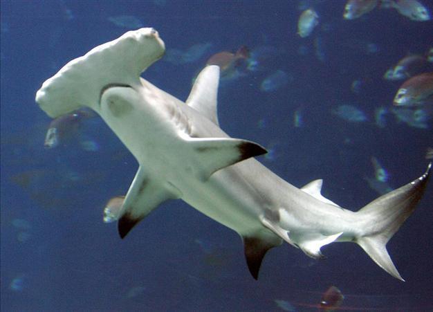 Four shark species win international trade protection
