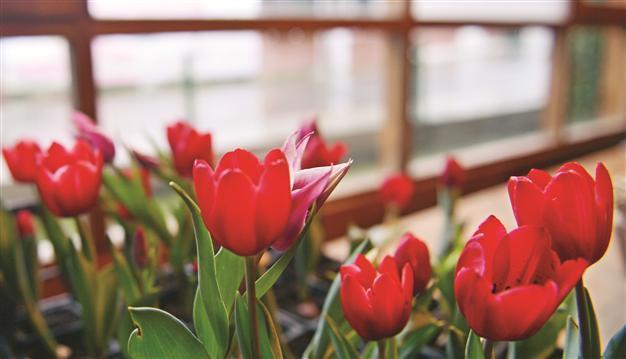 Tulips to get museum in Istanbul