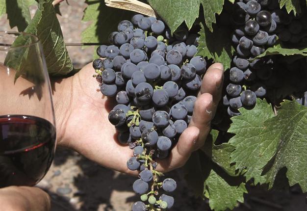 World wine production runs low