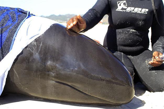 Seven pilot whales die in mass stranding on S. Africa beach