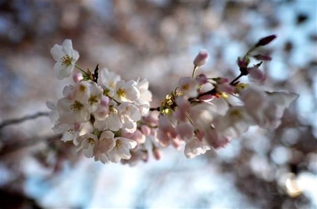 Nuclear-hit Fukushima to get 20,000 cherry trees