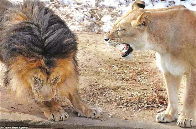 Male lions as capable as females, scientists say