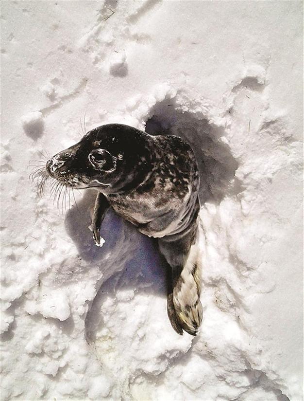Swedes mystified by seal pup found in forest away from sea