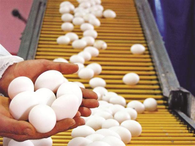 Indebted poultry firm’s bankruptcy suspended