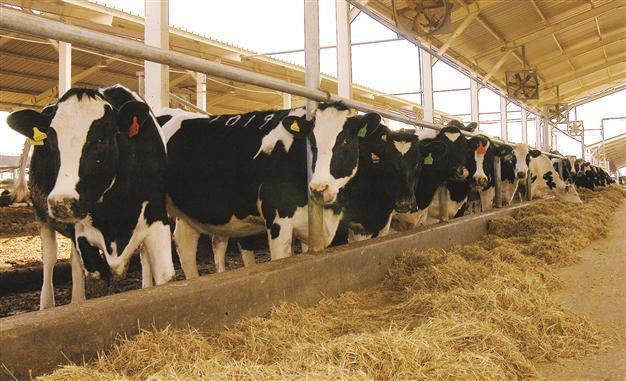 Turkey’s dairy product exports to EU to restart