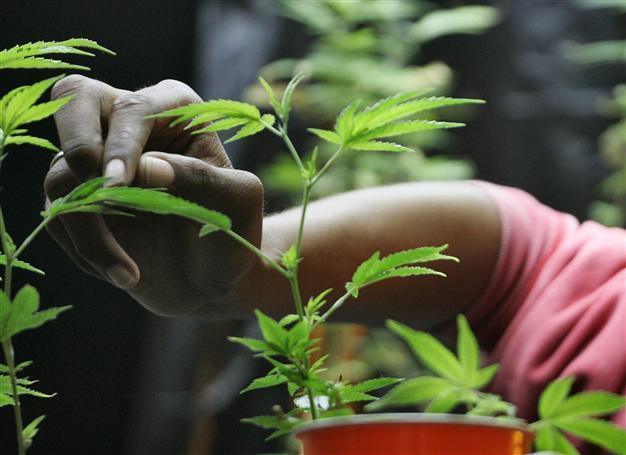 Medical marijuana goes on sale in Czech pharmacies