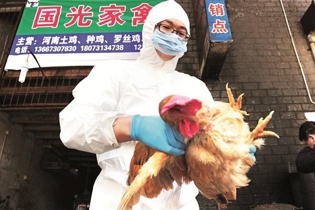 Chinas bird flu outbreak no cause for panic: WHO