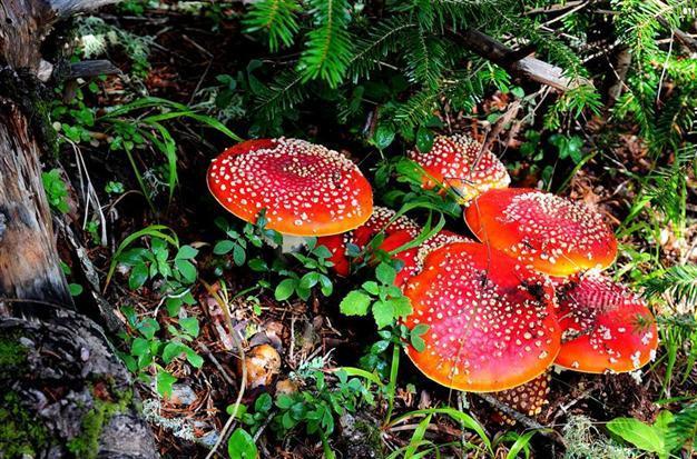 Magic mushroom experiment hits stumbling block by court