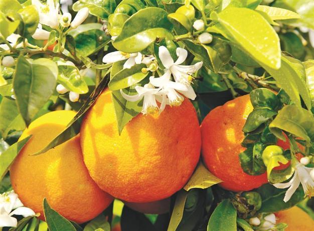 Orange fest to brigthen up Adana