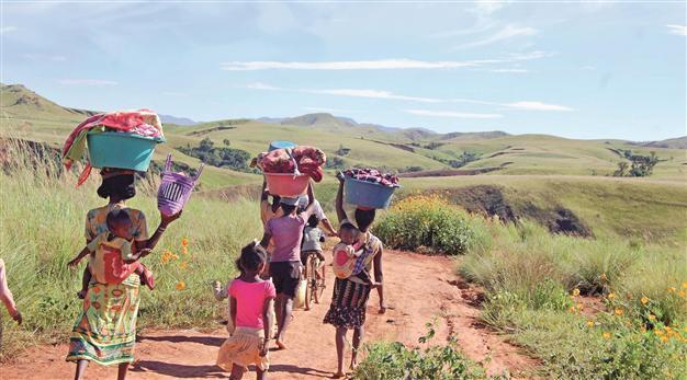 Once green Madagascar works for more forest land and biodiversity
