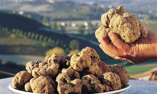 Muğla to have the largest truffle area