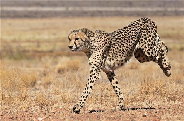 Cheetahs still in race to survive but may die off